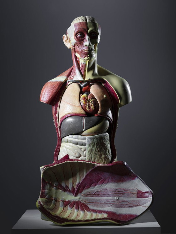 Anatomisch Torso Model, Half Spier Half Huid, Toegeschreven aan Deutsches Hygiene-Museum Dresden, (photo 7 of 8)