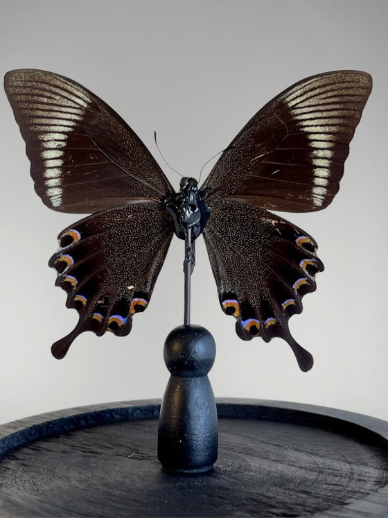 Image 1 of Papilio paris detanii-vlinder geconserveerd onder een glazen koepel – exotisch exemplaar – 15 cm