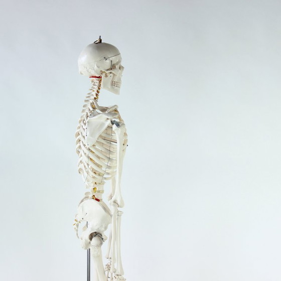 Image 1 of Freestanding Vintage Human Skeleton Anatomy Model, Czechoslovakia 1980s