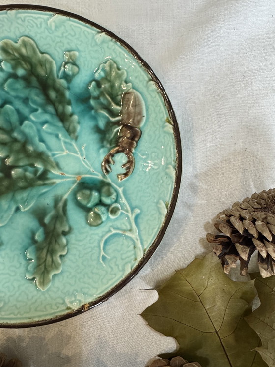 Image 1 of Placa de escarabajo barbotino