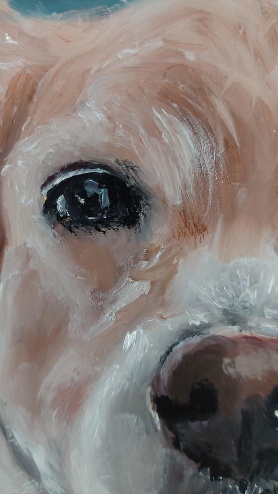 Image 1 of Golden Retriever