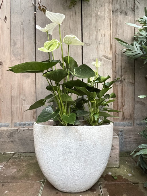 2 neue Brynxz-Töpfe, cremefarben