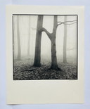 Ralph Janowski - Photo Print Trees - Large Format