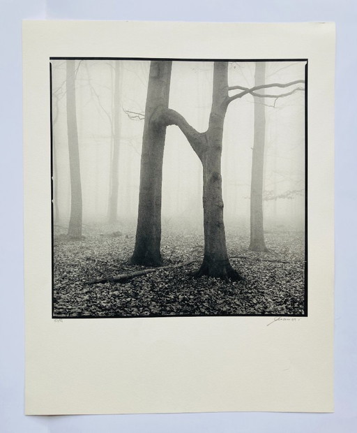 Ralph Janowski - Impresión fotográfica de árboles - Gran formato