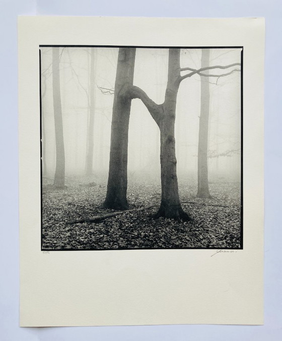 Image 1 of Ralph Janowski - Impresión fotográfica de árboles - Gran formato