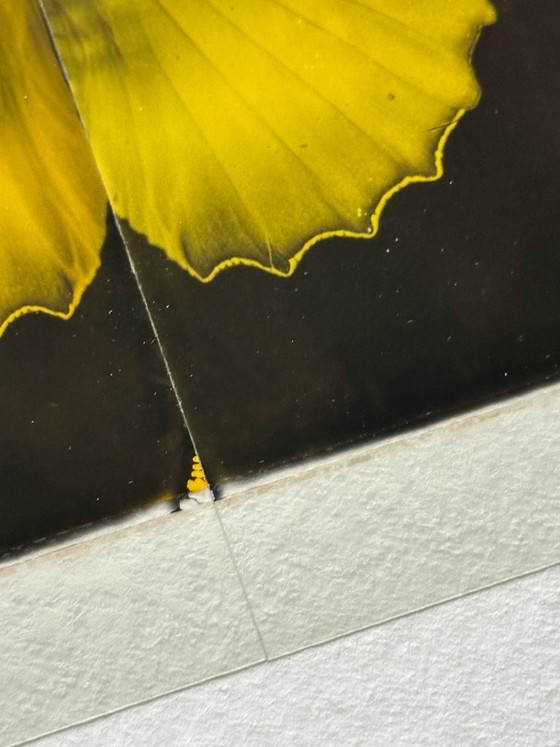 Image 1 of butterfly