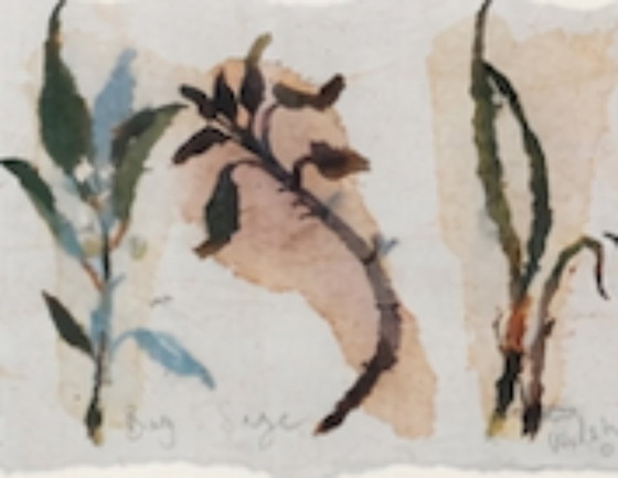 Image 1 of Acquerello botanico originale d'epoca | Studio di erbe con cornice | Fine del XX secolo