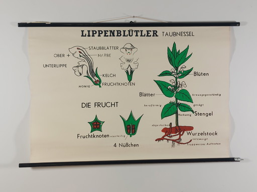 Vintage Rollkarte Lehrmittel Biologie Lippenblüter Pflanzen Wandkarte