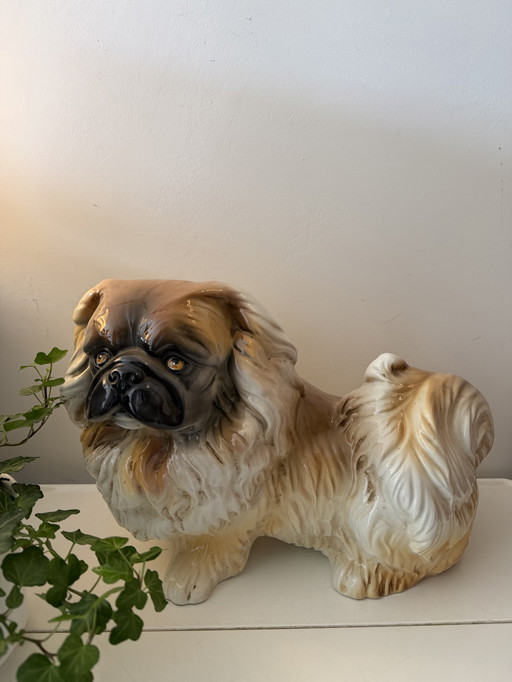 Großes Bild eines Pekinesenhundes