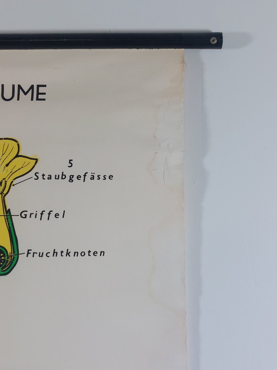 Image 1 of Vintage roll-up map, teaching aid, biology, primrose, wall map, botany