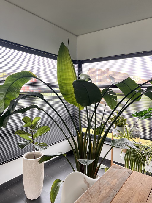 Double Strelitzia Nicolaï >220cm