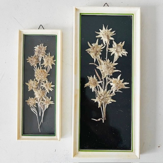 Image 1 of Set vintage di dipinti di fiori secchi di metà secolo Edelweiss, anni '50