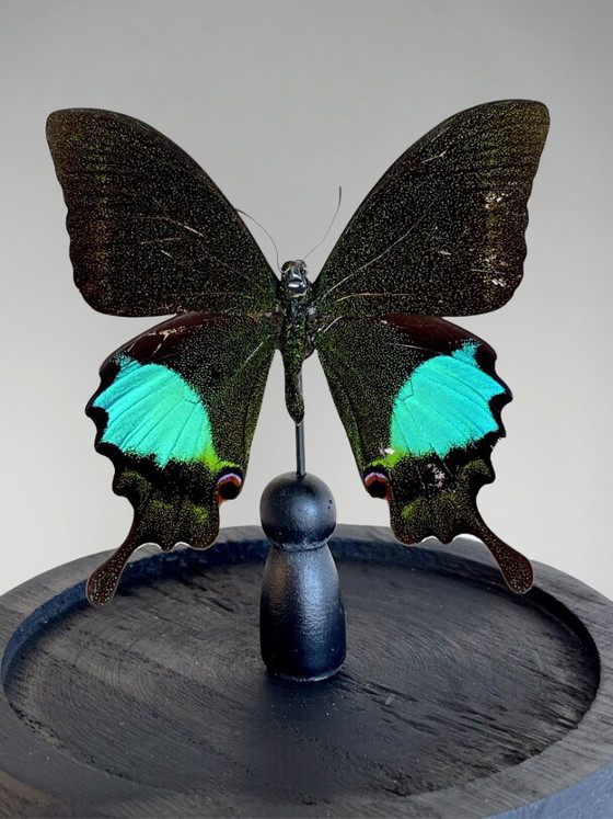 Image 1 of Papilio paris detanii-vlinder geconserveerd onder een glazen koepel – exotisch exemplaar – 15 cm