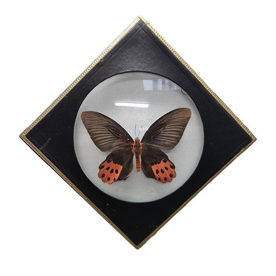 Image 1 of 4 old mounted butterflies in frame