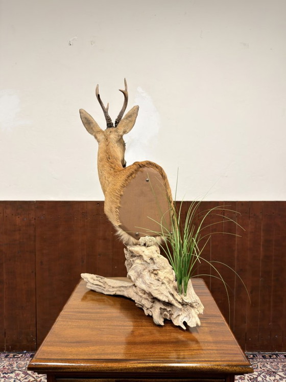 Capriolo impagliato su Legno – Oggetti decorativi, Altro (photo 8 of 8)