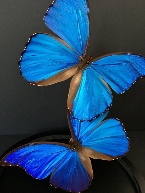 Image 1 of Morpho Didius • Géant Bleu • Cloche en Verre • Pérou • 2020