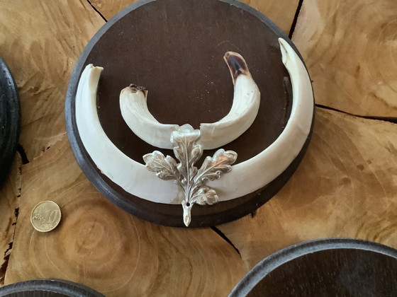 Image 1 of Keiler tanden wildzwijn mancave 