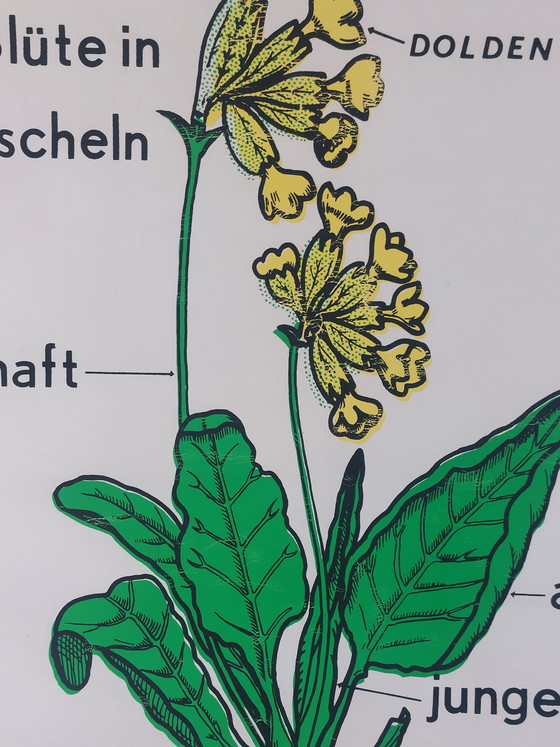 Image 1 of Vintage roll-up map, teaching aid, biology, primrose, wall map, botany
