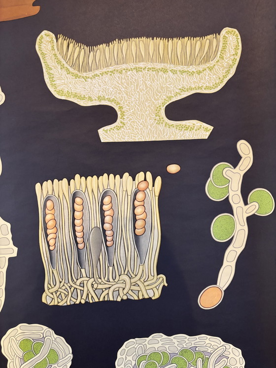 Image 1 of Affiche pédagogique botanique – Anatomie des conifères (Pin) – Lehrmittelverlag Hagemann, Düsseldorf 