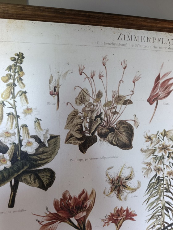 Wandposter | Reproduktion einer alten botanischen Tafel | Erthwhile – Erstwhile, Papier, Holz (photo 5 of 8)