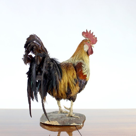 Image 1 of Grande gallo tassidermico tedesco antico, primi anni del 1900
