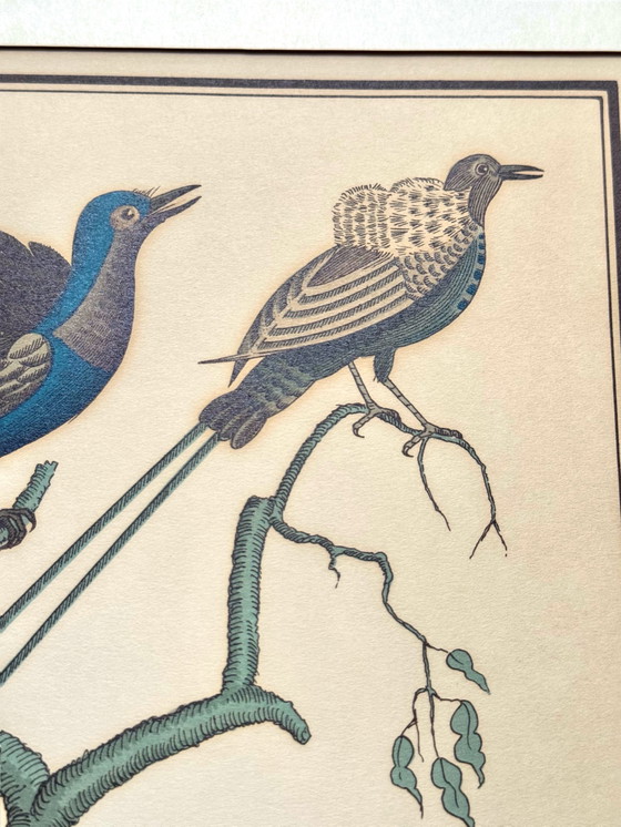 Image 1 of Lithographie ornithologique ancienne, Georges-Louis Leclerc, années 1920, imprimée par Weissenbruch S.A.