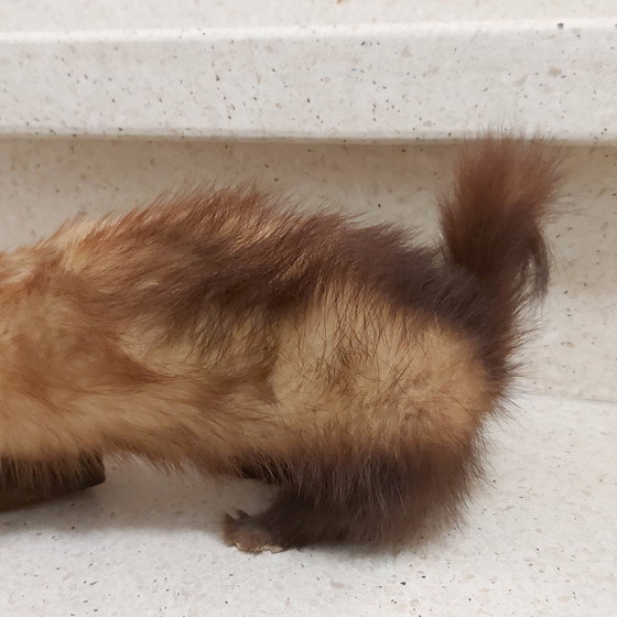 Image 1 of Polecat in taxidermy on tree trunk as educational school material