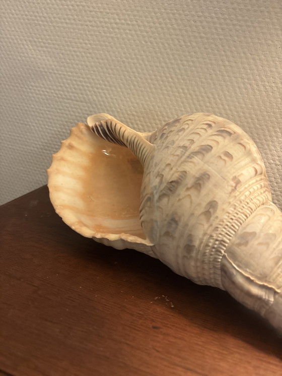 Image 1 of Tritorn horn shell