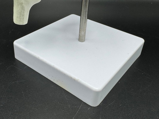 Image 1 of anatomical model / spine