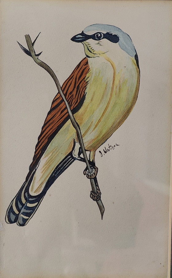 Image 1 of Uccello acquerello Donald Watson(1910-2005)