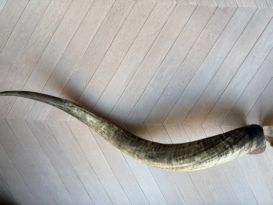 Image 1 of 2 große, authentische Büffelhörner, 90 und 100 cm lang