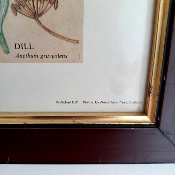 Image 1 of Vintage botanische poster ‘Culinary Herbs’ (1976) – British Museum, Westerham Press. 84x65 cm