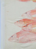 Pesce ad acquerello vintage - Dentice rosso