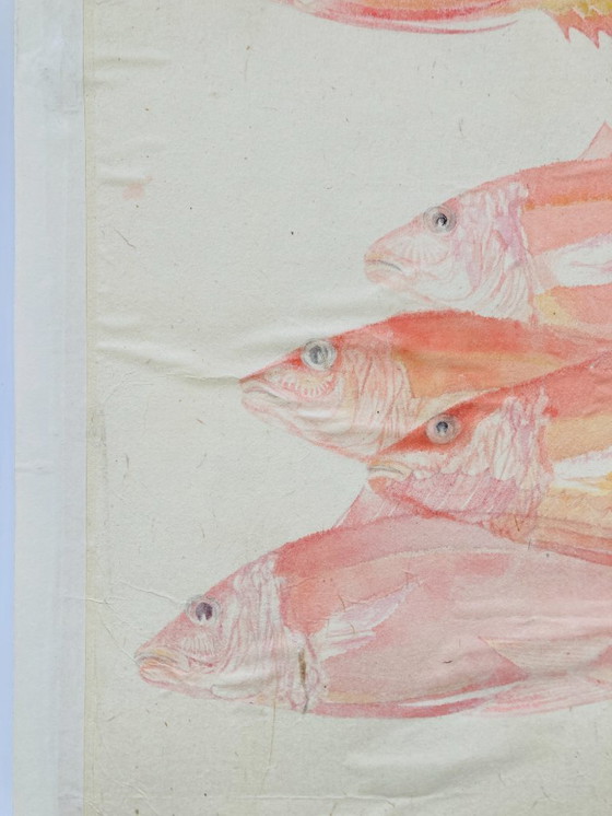 Image 1 of Poisson aquarelle vintage - Vivaneau rouge