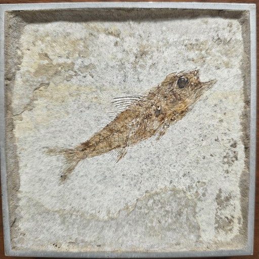 Dapalis Macrurus fossil fish framed, 30/35 million years