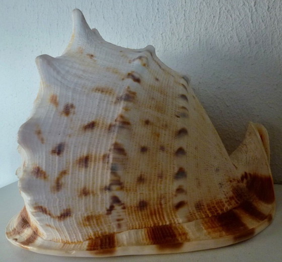 Image 1 of Cassis Cornuta (conchiglia di timone) grande, 22 cm.