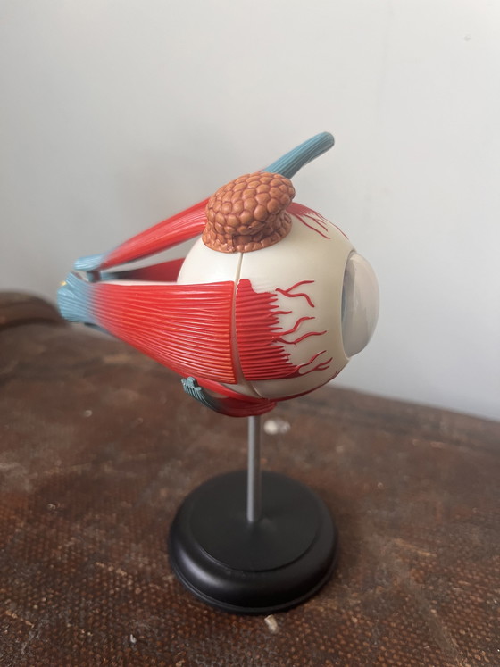 Image 1 of Modello anatomico OCCHIO oggetto vintage