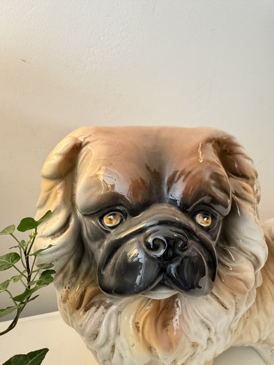 Image 1 of Großes Bild eines Pekinesenhundes