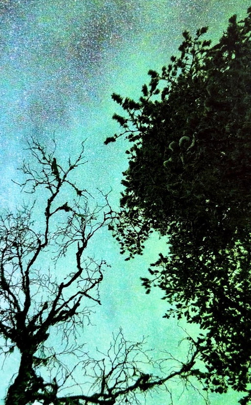 Tree in the Northern Lights and Milky Way, Limited Edition Print 30x40cm