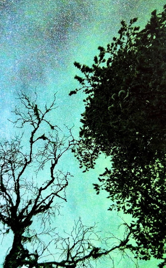 Image 1 of Arbre sous les aurores boréales et la Voie lactée, tirage en édition limitée 30x40cm