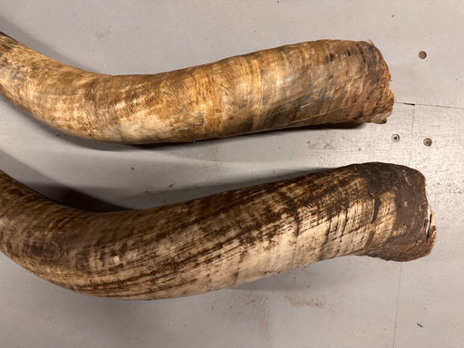 2 grandes cornes de buffle authentiques, de 90 et 100 cm de long
