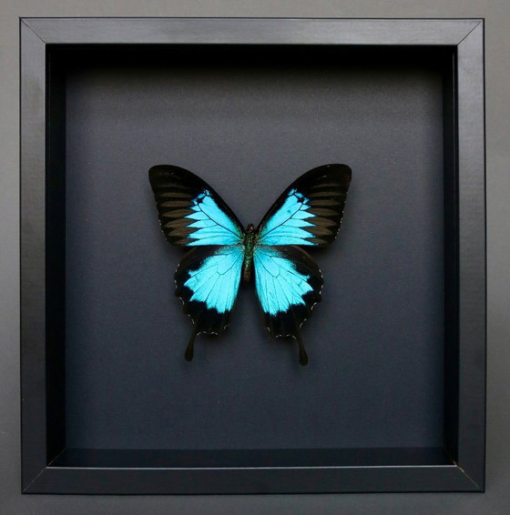 Papilio Ulysses preserved under a black wooden frame – Decorative Objects, Plexiglass (photo 5 of 5)