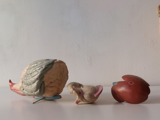 Image 1 of Modèle anatomique ancien de porc à visée pédagogique, Louis Meusel, Sonneberg