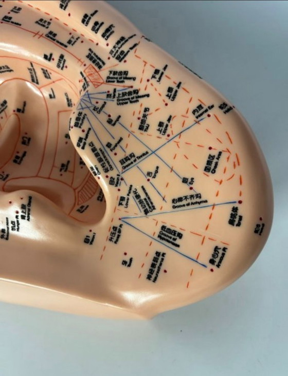 Image 1 of Ohrmodell-Akupunktur