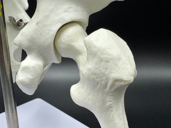 Image 1 of anatomical model / spine