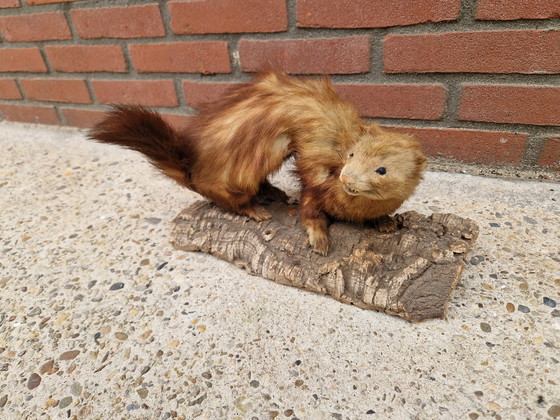 Image 1 of Opgezette marterachtige