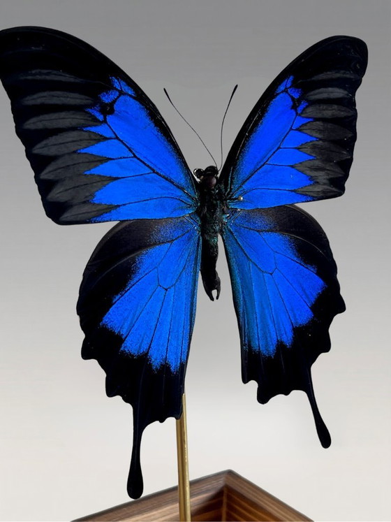 Image 1 of Papillon Ulysses Naturalisé Sous Cloche en Verre – Spécimen Exotique Bleu Iridescent – Objet Décoratif – 24 cm
