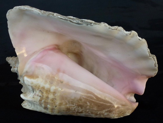 Image 1 of Aliger Gigas grande - Conca regina, appartenente alla famiglia Strombidae.