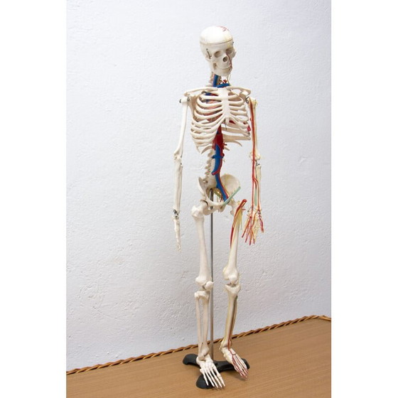 Image 1 of Vintage plastic human skeleton, Czechoslovakia 1960