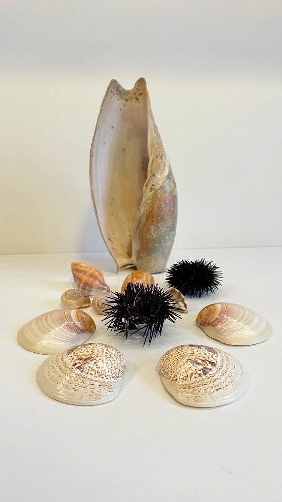 Image 1 of Seashell Collection